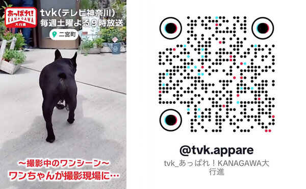 TikTok_Q.jpg
