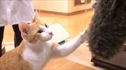 特集