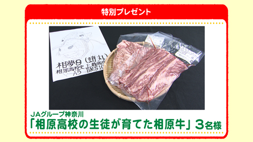 特別プレゼント