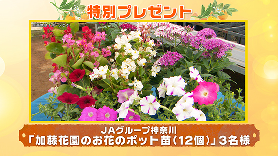 特別プレゼント