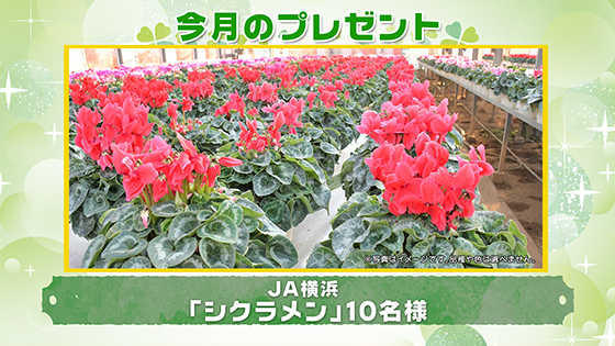 今月のプレゼント