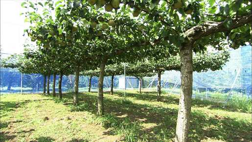 syun_150816_4.jpg