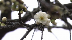syu140303_7.jpg