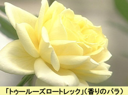 syun01_100616.jpg