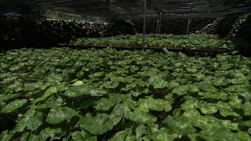 syun_20120812_17.jpg